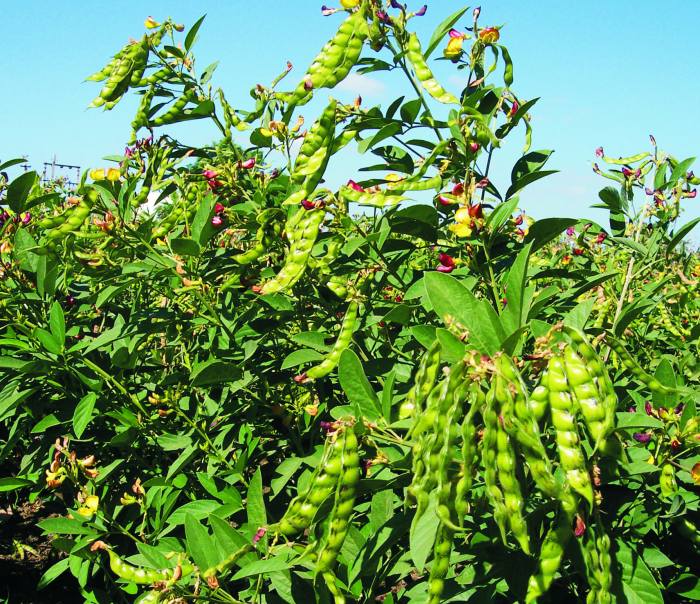 Pigeon-pea